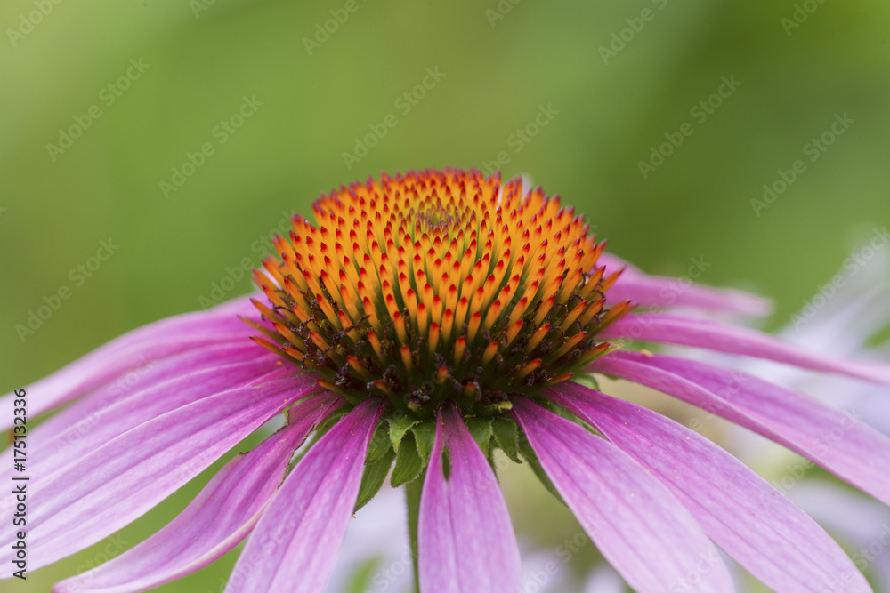 Ray and disk flowers of purple cone flower in Connecticut. Ray and disk flowers of purple cone flower in Connecticut.