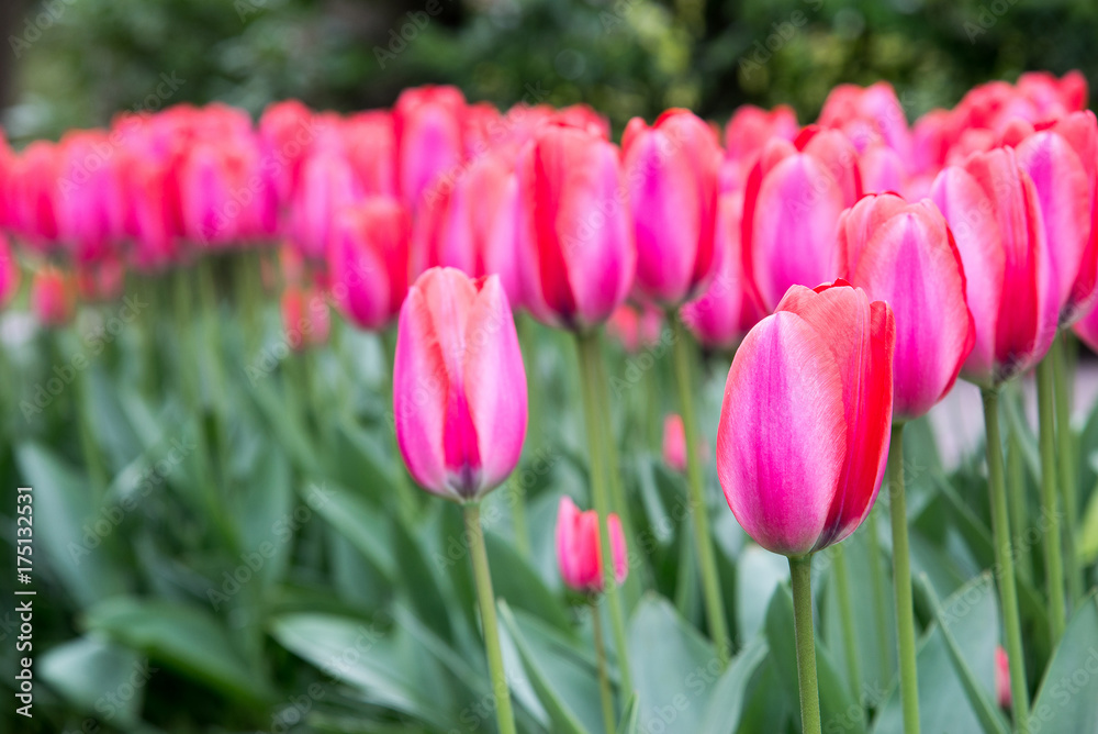 Pink tulips in the garden Pink tulips in the garden