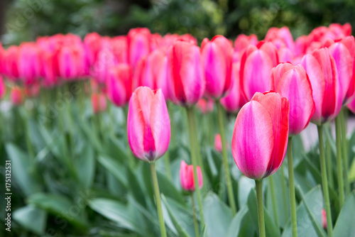 Fototapeta Naklejka Na Ścianę i Meble -  Pink tulips in the garden