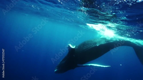 Wild humpback whale dives into depths, POV photo