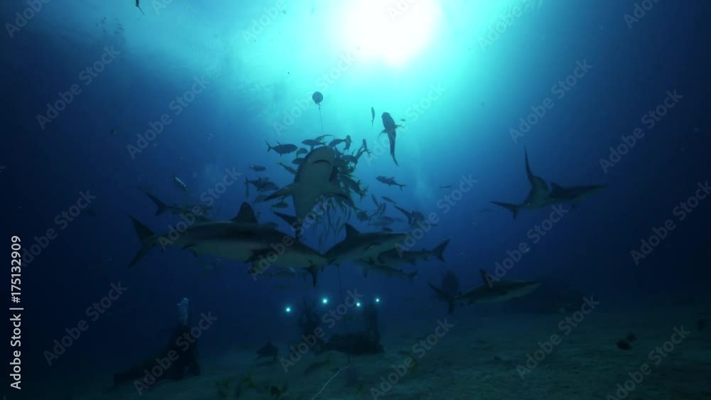 Shark circles around bait and scuba divers