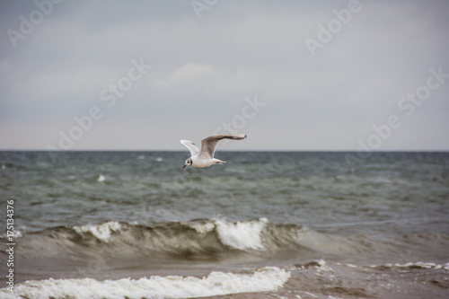 Flying seagull on the background of the sea.