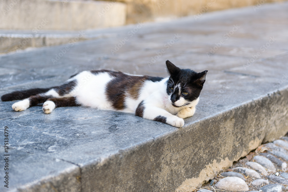 Greek cat is laying on a road on Rhodes island, Greece