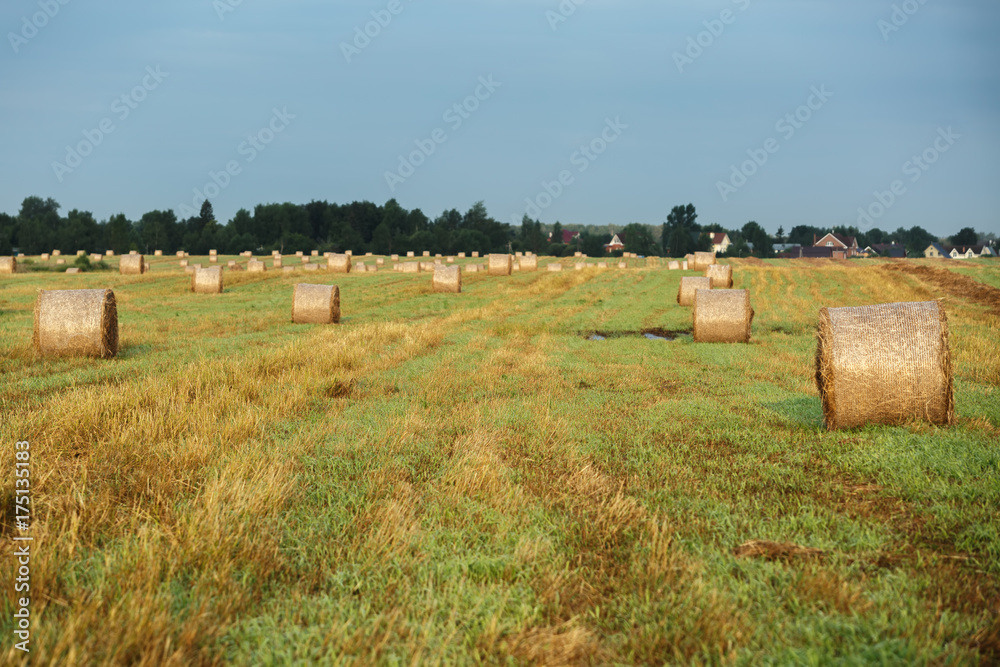 Round bales of hay in field