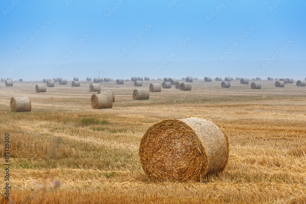 Round bales of hay in field