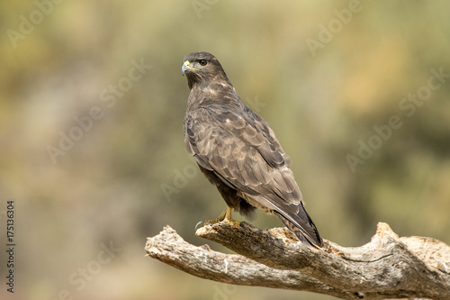 Common Buzzard