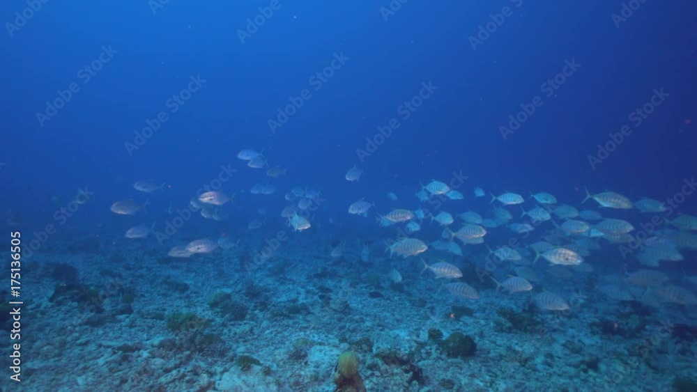 Silver fish swim over seafloor, POV Silver fish swim over seafloor, POV