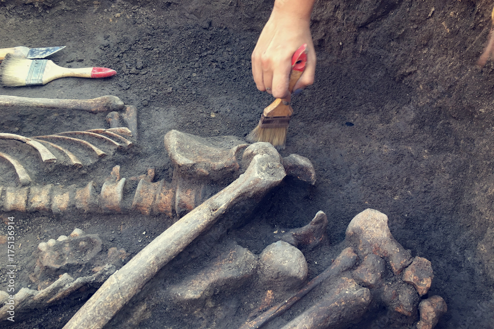 Fototapeta premium Archaeological excavations. archaeologist with tools conducts research on human burial, skeleton, skull.