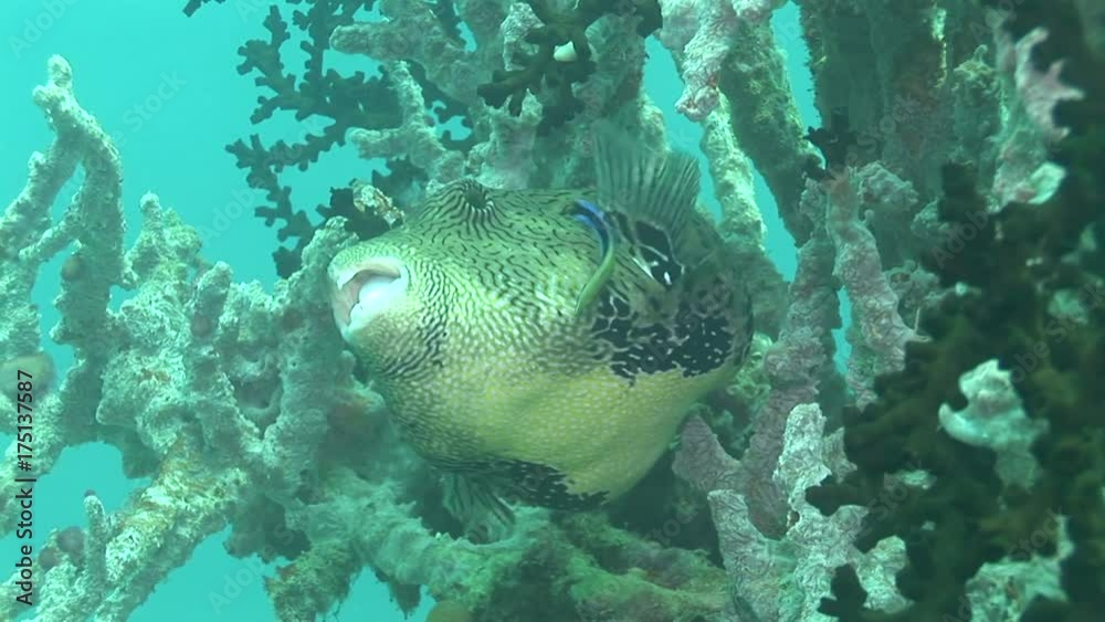 Close up, map puffer in reef Close up, map puffer in reef