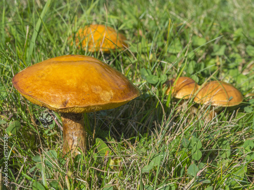 close up orange mushroom  larch bolete group in grass background photo