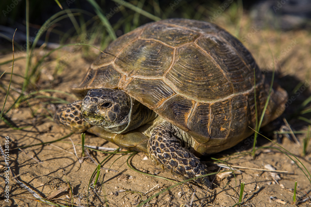 Desert turtle in wildlife, close-up view Desert turtle in wildlife, close-up view
