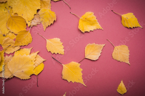 Yellow Autumn leaves over red paper