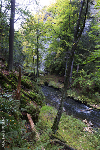 Wild autumn Landscape around the Creek Kamenice in the Czech Switzerland with Sandstone Boulders  Czech Republic