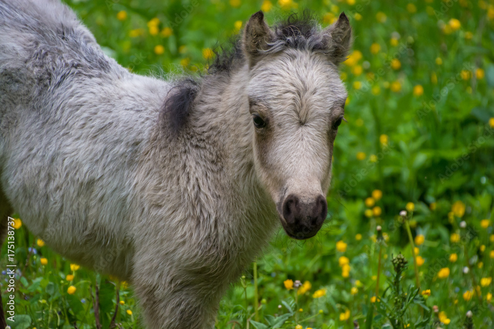Fototapeta premium Megfigyelés alatt
