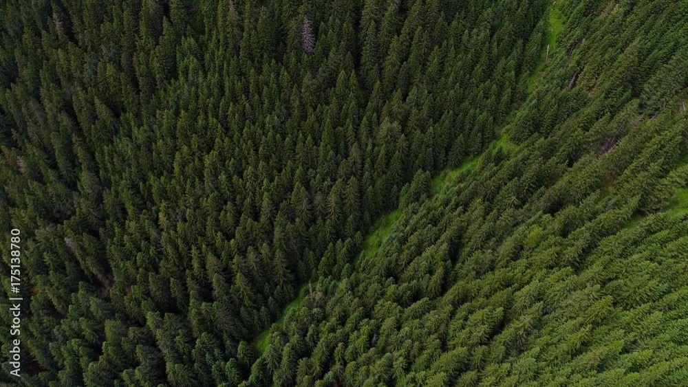 flight over forest in mountains flight over forest in mountains