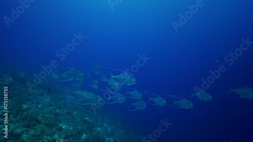 Wallpaper Mural Exotic fish swim over reef in French Polynesia Torontodigital.ca