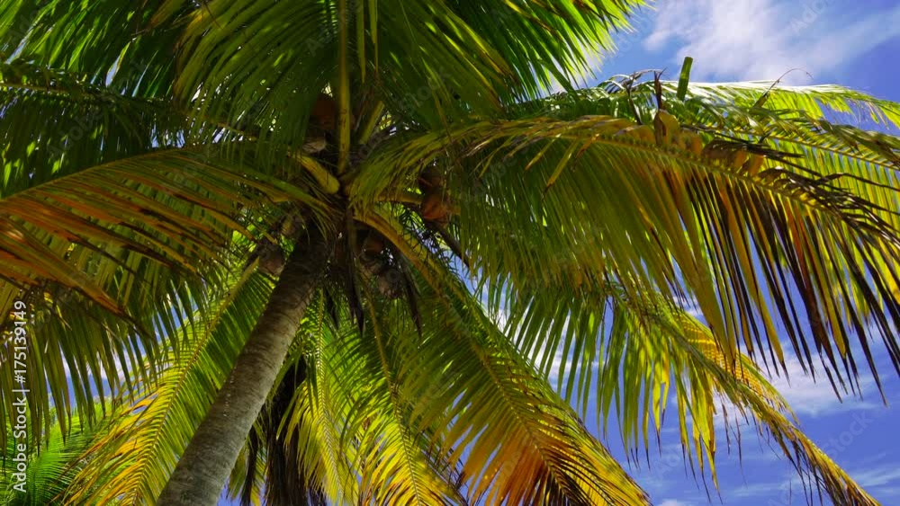 Palm tree on French Polynesian island blows in breeze Palm tree on French Polynesian island blows in breeze
