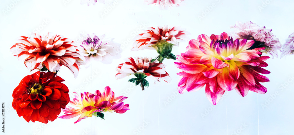 Levitating beautiful flowers under water. Levitating beautiful flowers under water.