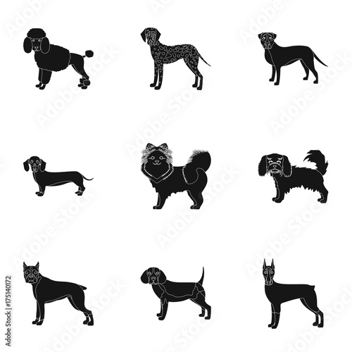 Dachshund, laika, poodle and other web icon in black style.Boxer, rottweiler, bulldog, icons in set collection.