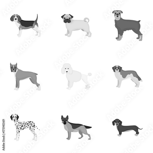 Dachshund, laika, poodle and other web icon in monochrome style.Boxer, rottweiler, bulldog, icons in set collection.