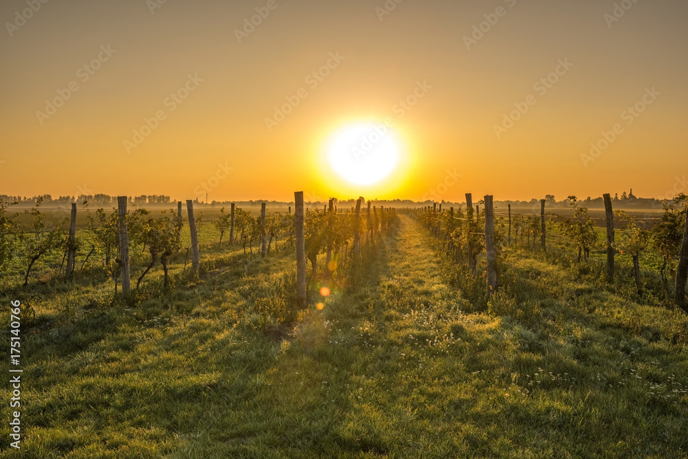Obraz premium Vineyard Lower Austria