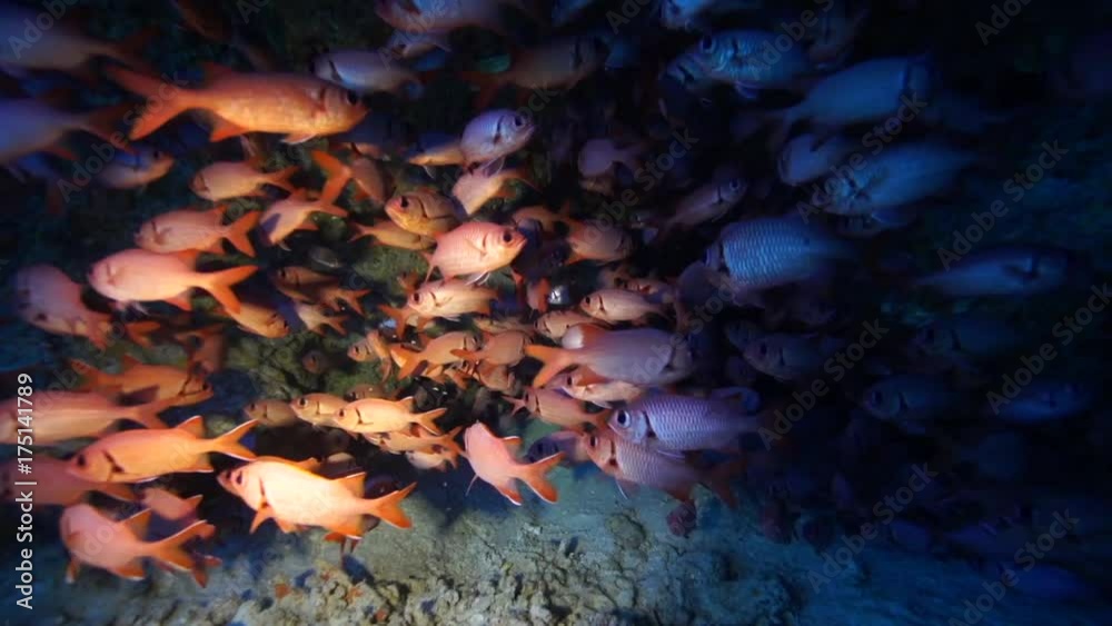 Tropical fish swim in deep ocean reef, French Polynesia Tropical fish swim in deep ocean reef, French Polynesia
