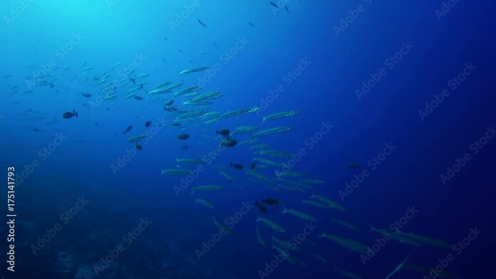 POV, school of barracuda swim over coral reef POV, school of barracuda swim over coral reef