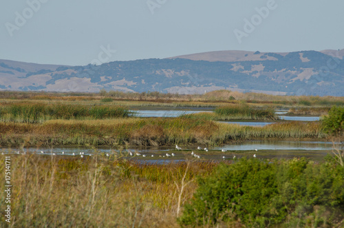 Wetlands with water an birds and the mountains in the background © Larry D Crain