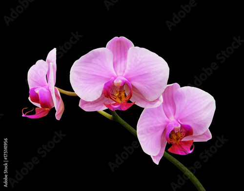 Pink phalaenopsis orchid isolated on a black background.