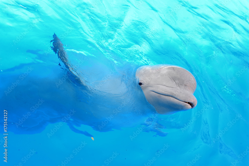 Naklejka premium Beluga Whale