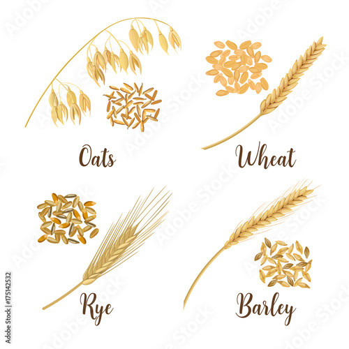 Wheat, barley, oat and rye. Cereals 3d icon vector set. Four cereals grains and ears