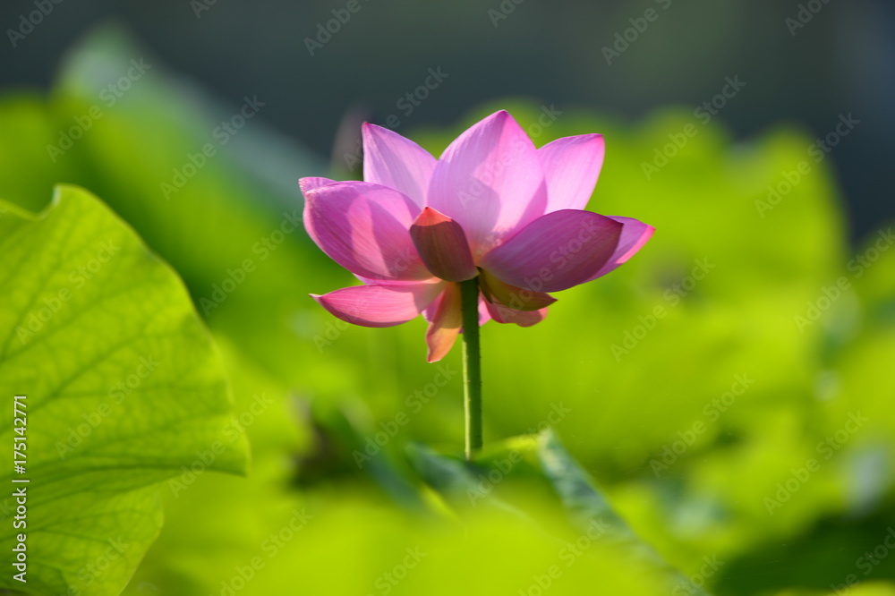 lotus lotus