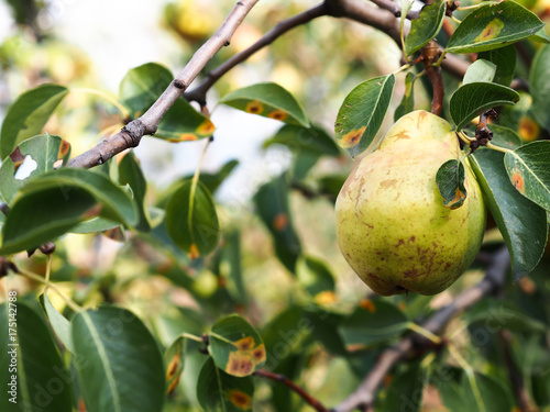 fresh pear in pear tree photo