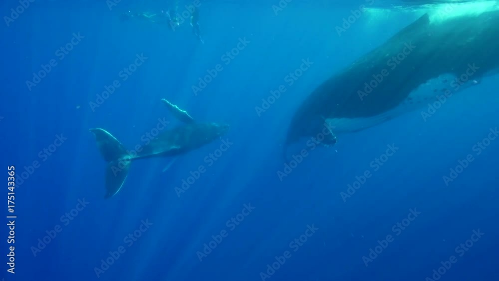 Calf and mother humpback whale playfully swim, French Polynesia Calf and mother humpback whale playfully swim, French Polynesia
