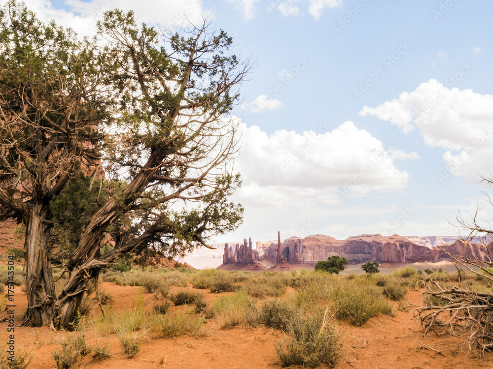 Monument Valley, old trees - Arizona, AZ, USA Monument Valley, old trees - Arizona, AZ, USA