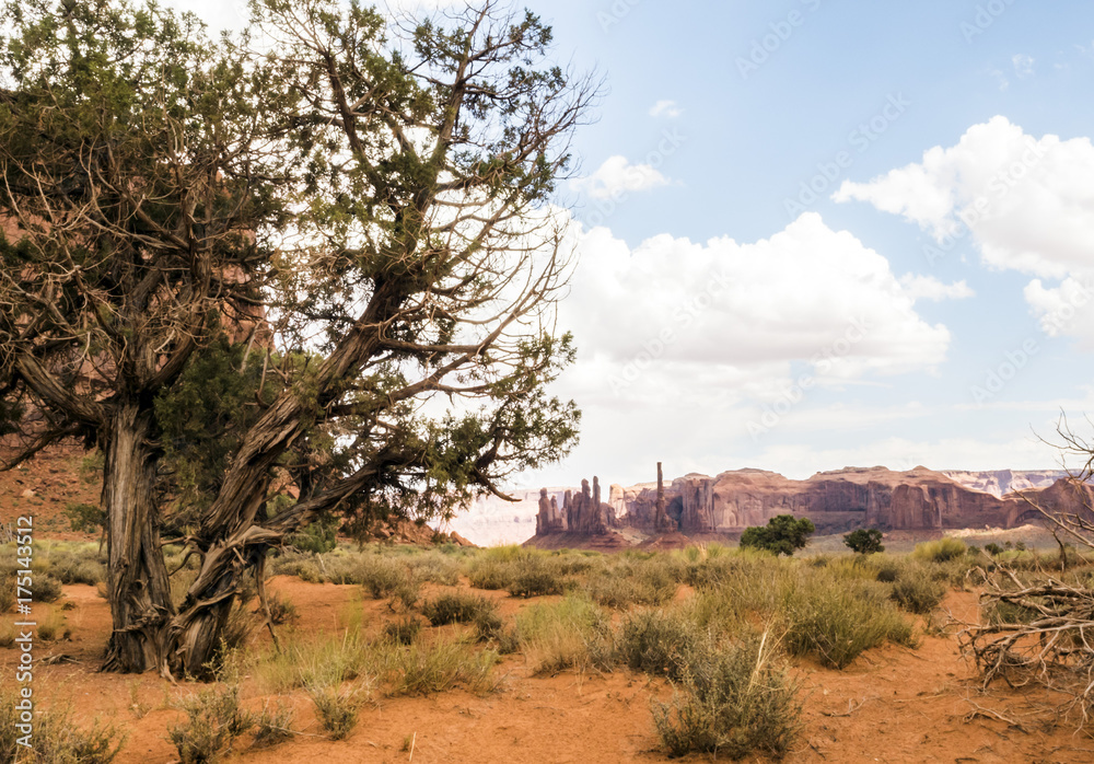 Monument Valley, old trees - Arizona, AZ, USA Monument Valley, old trees - Arizona, AZ, USA