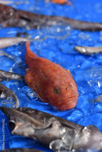 ミドリフサアンコウ　駿河湾で獲れた奇妙な深海魚　静岡県戸田漁港