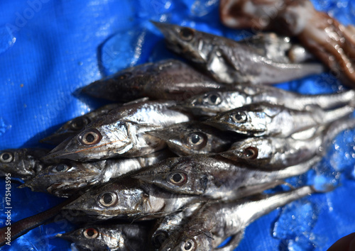 駿河湾で獲れた奇妙な深海魚　静岡県戸田漁港 © buttchi3