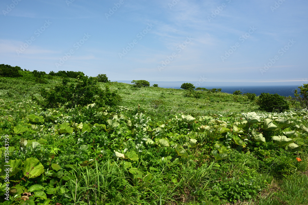 雄大でのどかな天売島　緑映える夏の風景