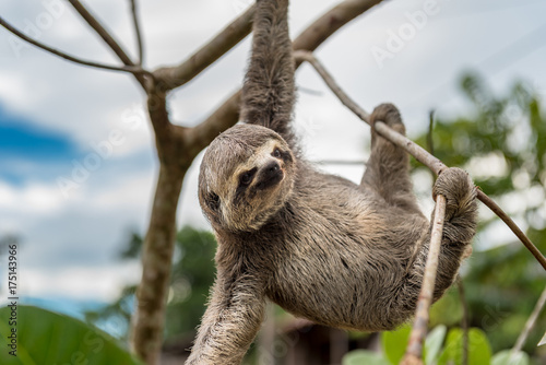 Small brown baby sloth hanging with three limbs © Terri