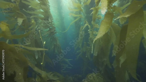 Underwater POV, swimming through giant kelp forest