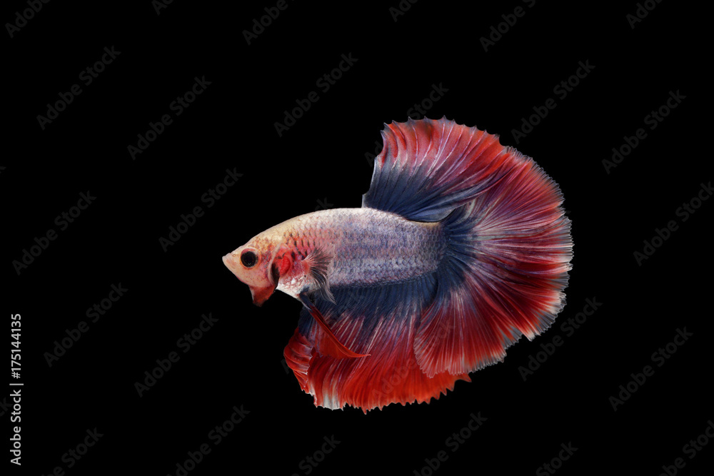 betta fish, siamese fighting fish betta fish, siamese fighting fish