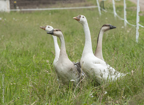 Valokuva group of geese in grass field with fence