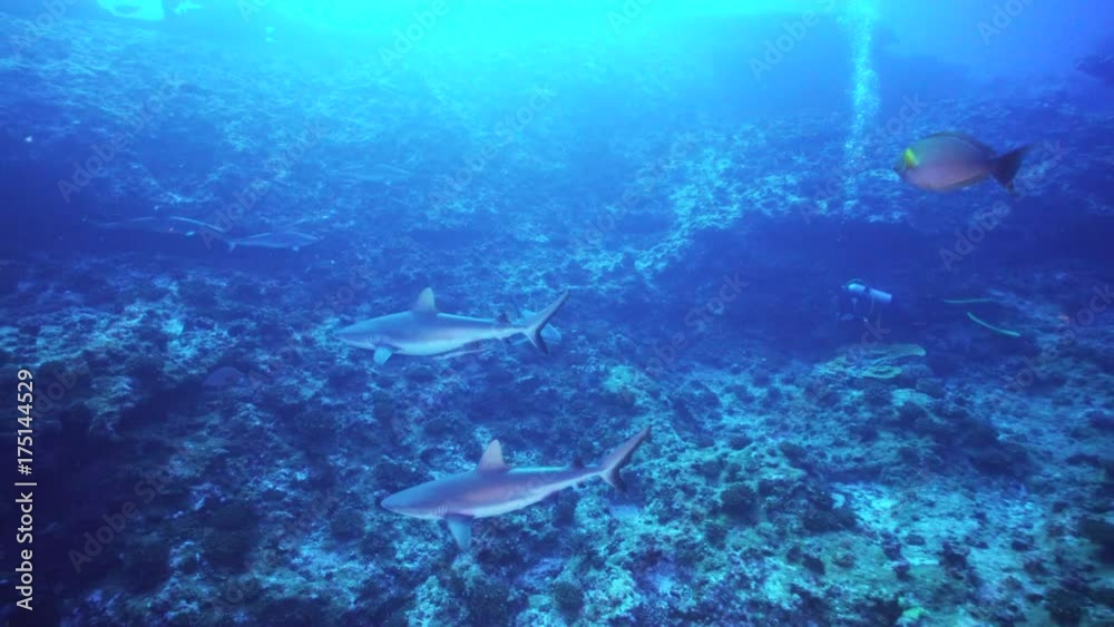 POV, sharks swim through reef in French Polynesia POV, sharks swim through reef in French Polynesia