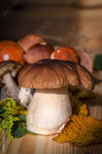 different edible mushrooms