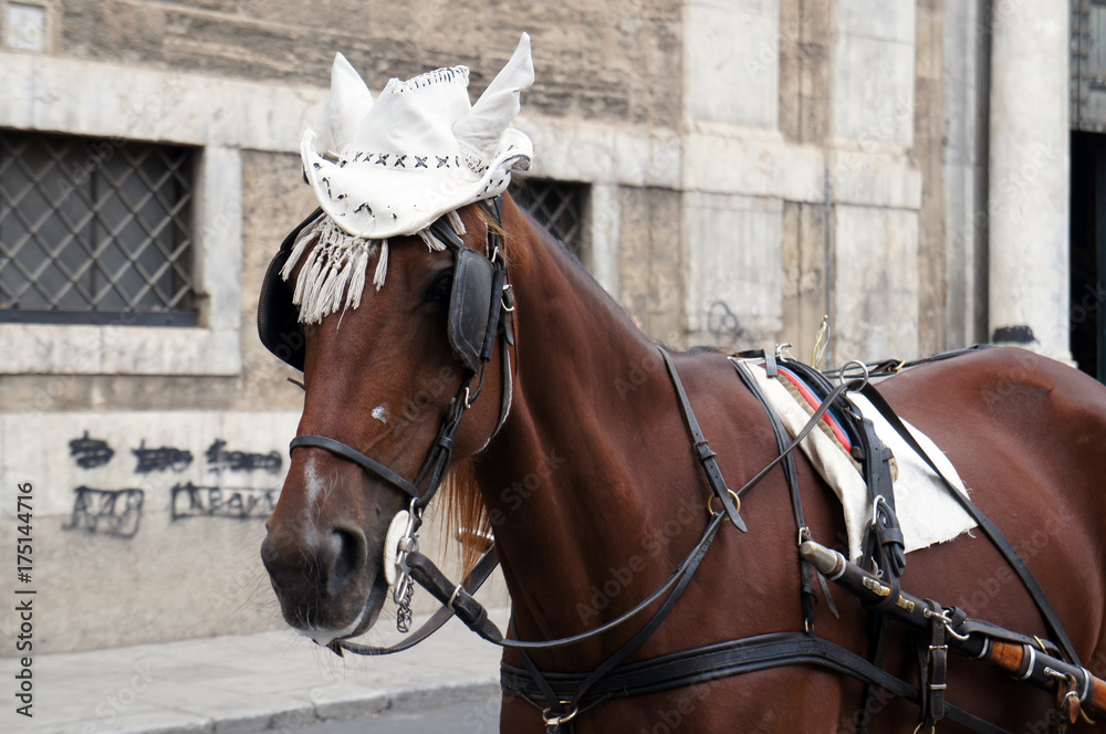 Horse in traditional white hat waiting for the tourists on street of Palermo, Sicily, Italy Horse in traditional white hat waiting for the tourists on street of Palermo, Sicily, Italy