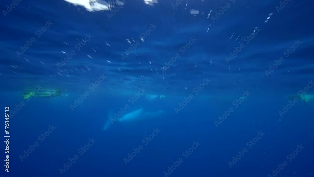 POV, humpback whale spins at ocean surface POV, humpback whale spins at ocean surface