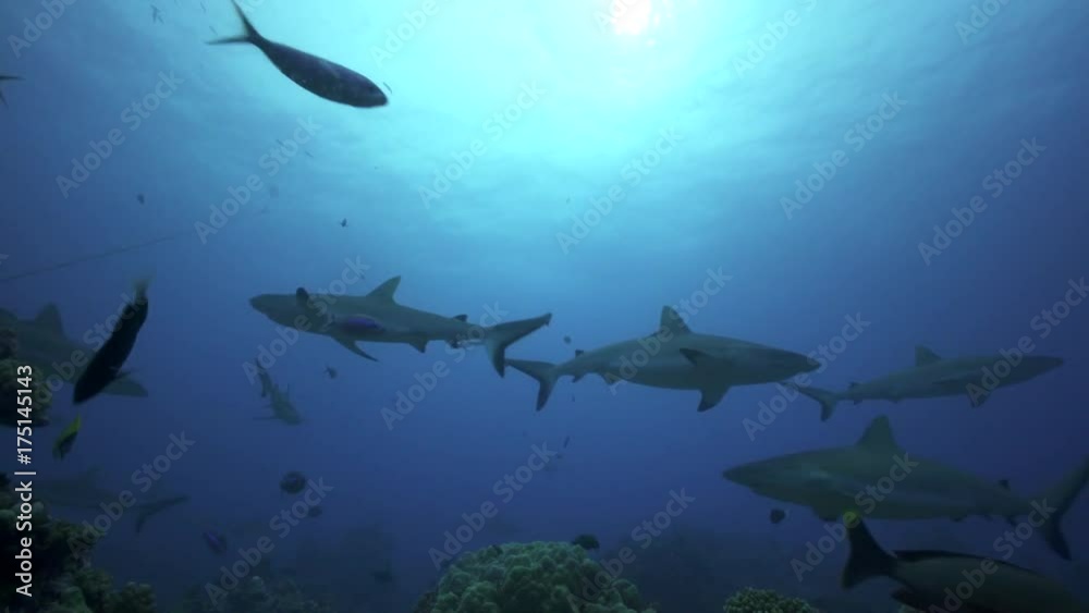 Sharks and fish swim over tropical reef, POV Sharks and fish swim over tropical reef, POV