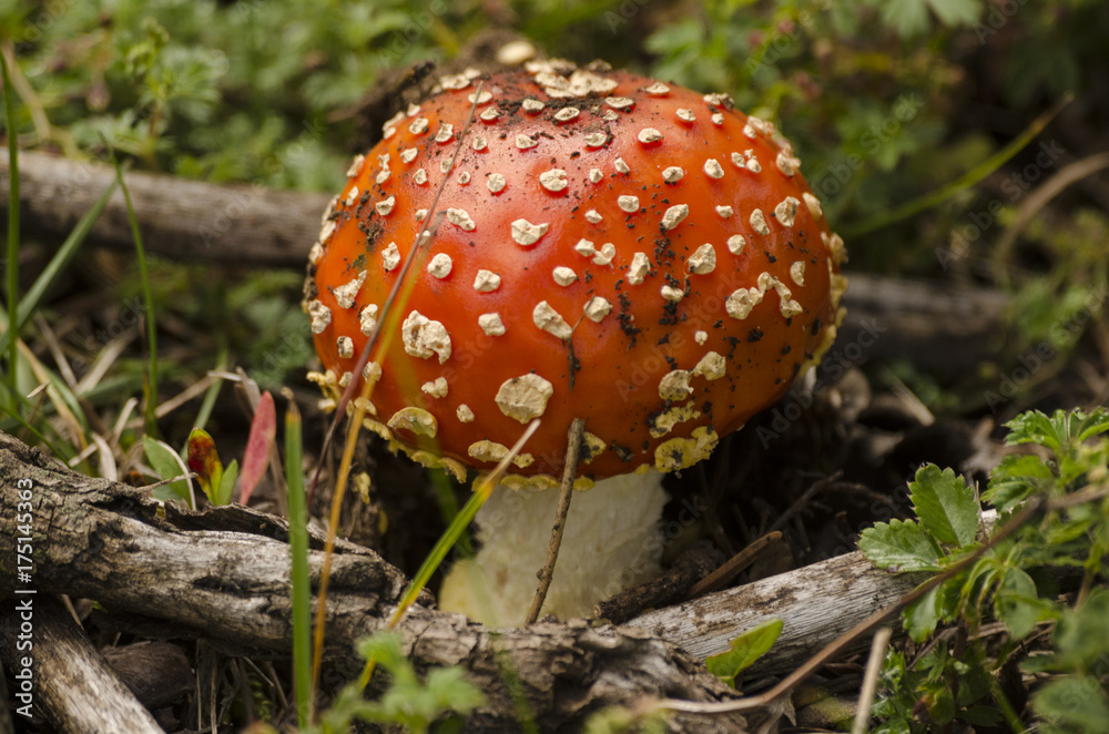 Red Amanita muscaria mushroom in a forest Red Amanita muscaria mushroom in a forest