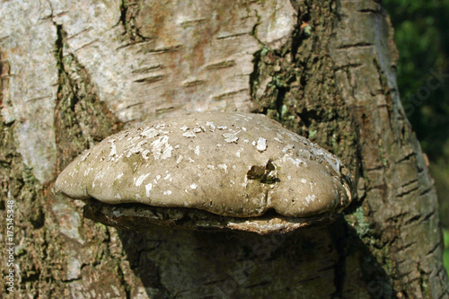 Birch polypore bracket fungus on birch tree